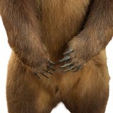 Alaska Brown Bear Full Body Mount - 6 of 7