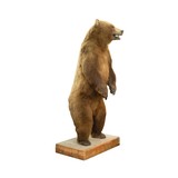 Alaska Brown Bear Full Body Mount - 3 of 7