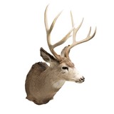 Montana Mule Deer Wall Mount - 3 of 6