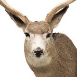 Montana Mule Deer Wall Mount - 4 of 6