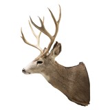 Montana Mule Deer Wall Mount - 5 of 6