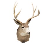 Montana Mule Deer Wall Mount - 2 of 6