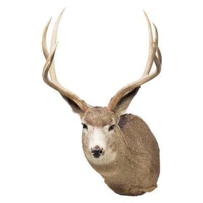 Montana Mule Deer Wall Mount