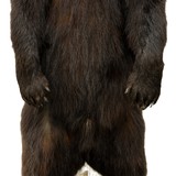Standing Black Bear Taxidermy Mount - Image 8 of 10
