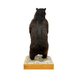 Standing Black Bear Taxidermy Mount - Image 4 of 10