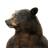 Standing Black Bear Taxidermy Mount - Image 7 of 10