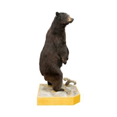 Standing Black Bear Taxidermy Mount - Image 3 of 10