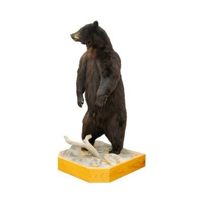Standing Black Bear Taxidermy Mount - Image 5 of 10