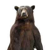 Standing Black Bear Taxidermy Mount - Image 6 of 10