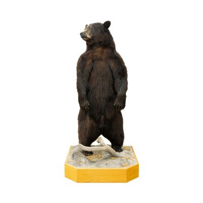 Standing Black Bear Taxidermy Mount - Image 1 of 10