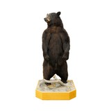 Standing Black Bear Taxidermy Mount - Image 1 of 10