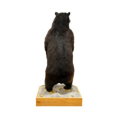 Standing Black Bear Taxidermy Mount - Image 4 of 10