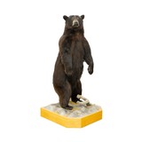 Standing Black Bear Taxidermy Mount - Image 2 of 10