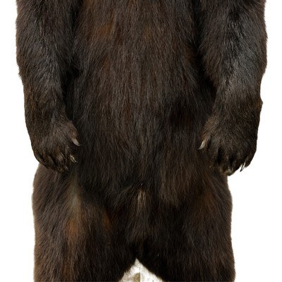 Standing Black Bear Taxidermy Mount - Image 8 of 10