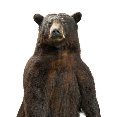 Standing Black Bear Taxidermy Mount - Image 6 of 10