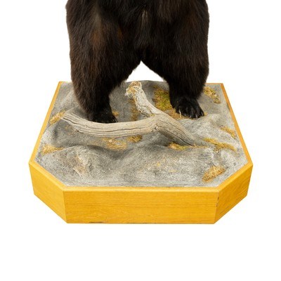 Standing Black Bear Taxidermy Mount - Image 9 of 10