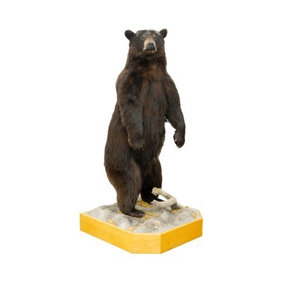 Standing Black Bear Taxidermy Mount - Image 2 of 10