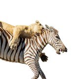 African Lion Attacking Zebra Mount - Image 5 of 8