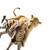 African Lion Attacking Zebra Mount - Image 4 of 8