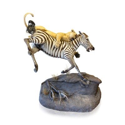 African Lion Attacking Zebra Mount - Image 1 of 8