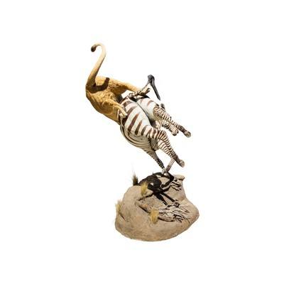 African Lion Attacking Zebra Mount - Image 3 of 8