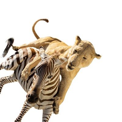 African Lion Attacking Zebra Mount - Image 4 of 8