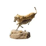 African Lion Attacking Zebra Mount - Image 6 of 8