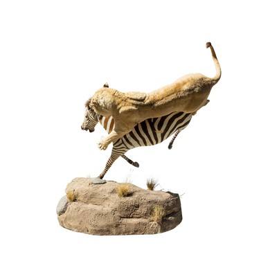 African Lion Attacking Zebra Mount - Image 6 of 8
