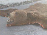 Large Grizzly Bear Rug w/ Notarized Letter - 5 of 11
