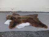 Large Grizzly Bear Rug w/ Notarized Letter - 1 of 11