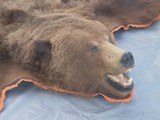 X/L Grizzly Bear Rug in excellent condition with real claws - 4 of 10