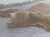 X/L Grizzly Bear Rug in excellent condition with real claws - 7 of 10