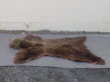 X/L Grizzly Bear Rug in excellent condition with real claws - 1 of 10