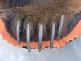 X/L Grizzly Bear Rug in excellent condition with real claws - 10 of 10