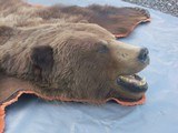 X/L Grizzly Bear Rug in excellent condition with real claws - 5 of 10