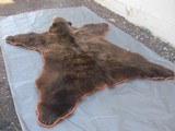 X/L Grizzly Bear Rug in excellent condition with real claws - 6 of 10