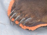 X/L Grizzly Bear Rug in excellent condition with real claws - 8 of 10
