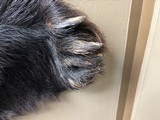 Black Bear Rug or Wall Hanging - 586 lbs. - 8 of 8