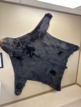 Black Bear Rug or Wall Hanging - 586 lbs.