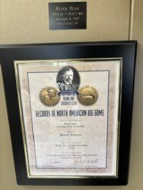 Black Bear Rug or Wall Hanging - 586 lbs. - 3 of 8