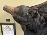 Black Bear Rug or Wall Hanging - 586 lbs. - 2 of 8