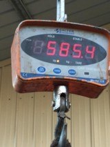 Black Bear Rug or Wall Hanging - 586 lbs. - 7 of 8