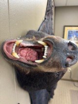 Black Bear Rug or Wall Hanging - 586 lbs. - 4 of 8