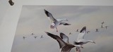 James Killen Signed Artist Proof, "Geese Of Squaw Creek" 96/100 - 2 of 15