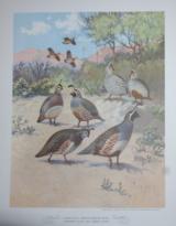 Lynn Bogue Hunt Western Quail Print 1940s - 1 of 2