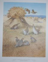 Lynn Bogue Hunt Grouse and Hungarian Partridge 1940s - 1 of 2