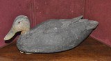 Blackduck Decoy Circa 1942 - 1 of 4