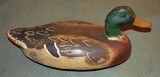 Mallard Drake