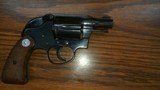 Colt - 2 of 5