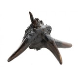 "Penobscot Indian Root Club (MIS1365)" - 2 of 6